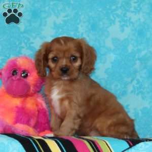 Gizmo, Cavalier King Charles Spaniel Puppy